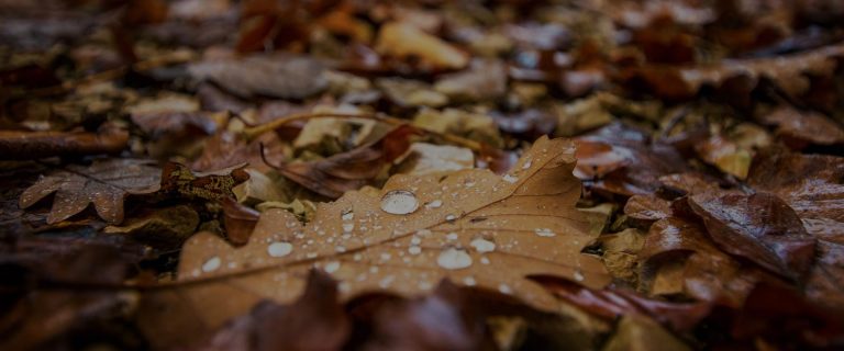 Your All-in-One Athlone Transport Guide